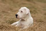 DOGUE ARGENTIN 208